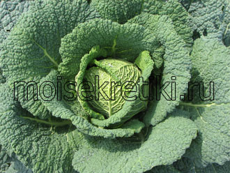 Блюда из савойской капусты