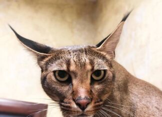 Каракет: одна из самых редких кошек на планете