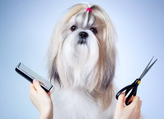 Что входит в гигиену собаки у грумера?